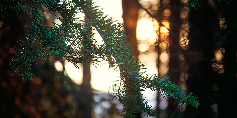 Wooded path at Provin Trails